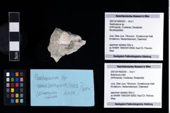 NHMW-GEO-2007z0149-0253_Ol_02.tifGastrosacus sp.  (NHMW-GEO-2007z0149-0253)